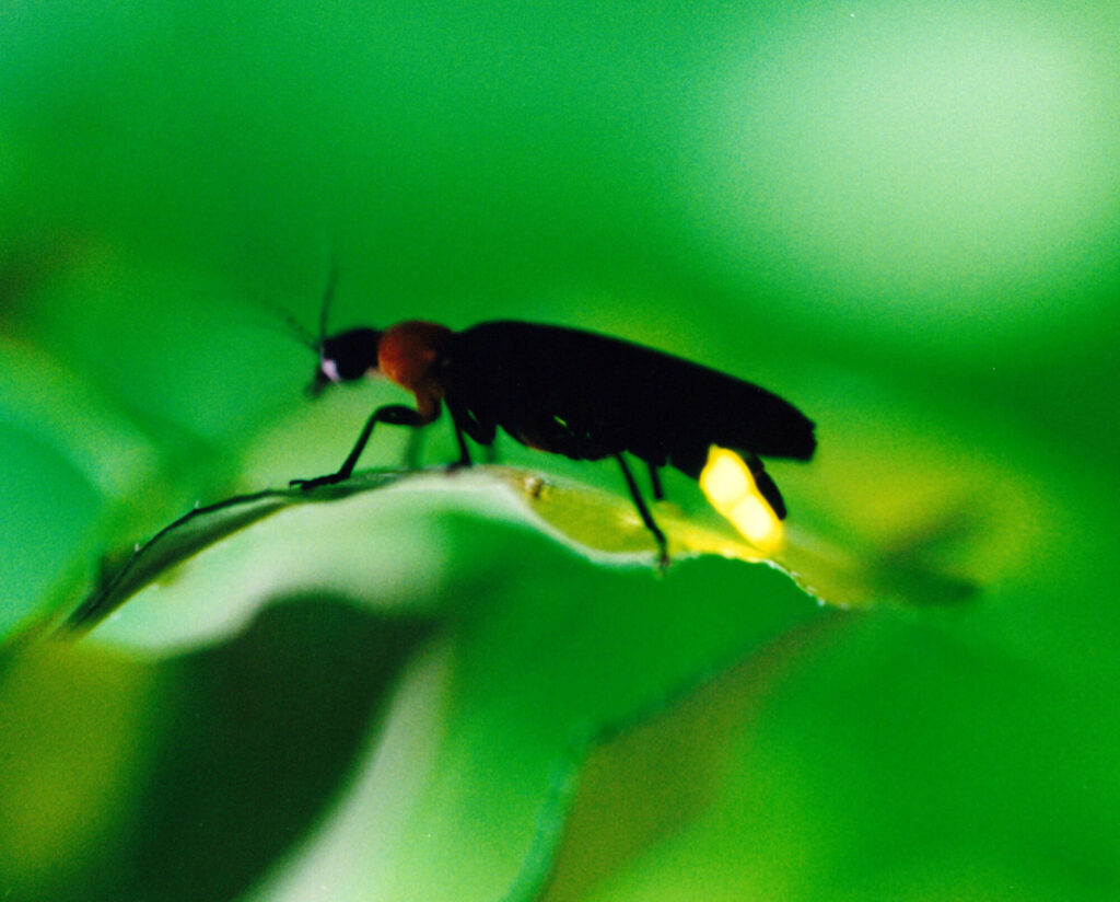 Kumejima Firefly